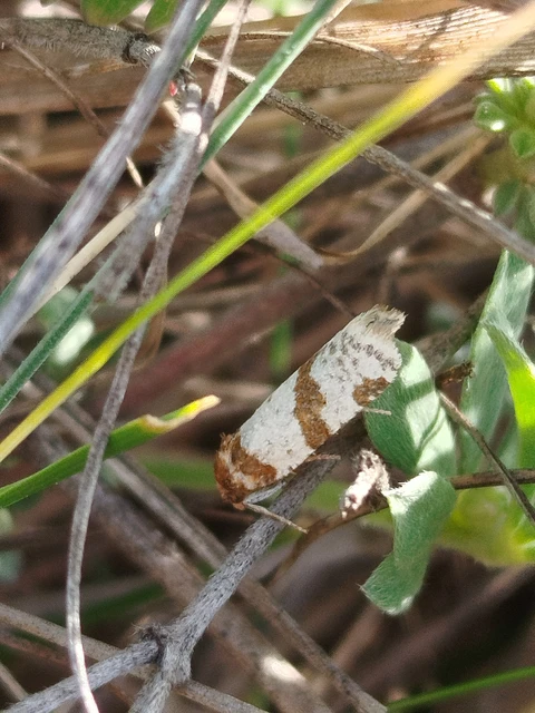 Periclepsis cinctana - galériás sodrómoly