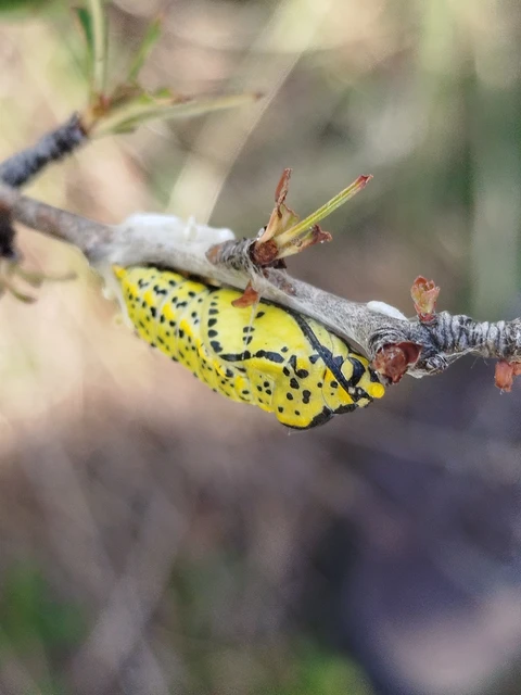 Aporia crataegi - galagonyalepke