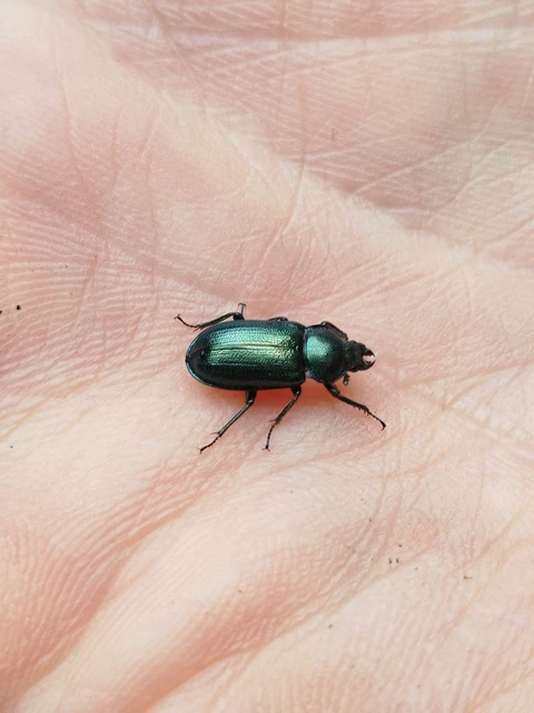 Platycerus caraboides - kis fémesszarvasbogár