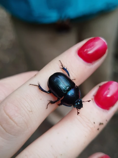 Anoplotrupes stercorosus - erdei álganéjtúró