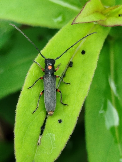 Phytoecia virgula - pirospontos fűcincér