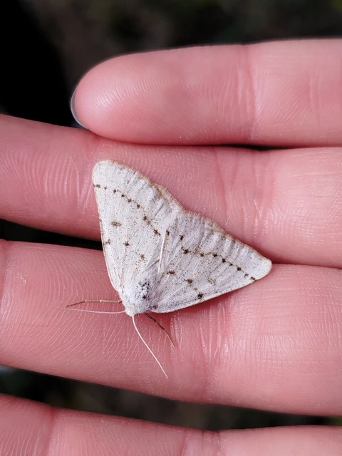 Dyscia conspersaria - sziklaüröm-araszoló