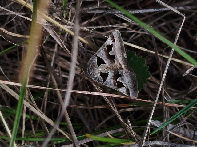 Gonospileia triquetra - kakukkfű-nappalibagoly