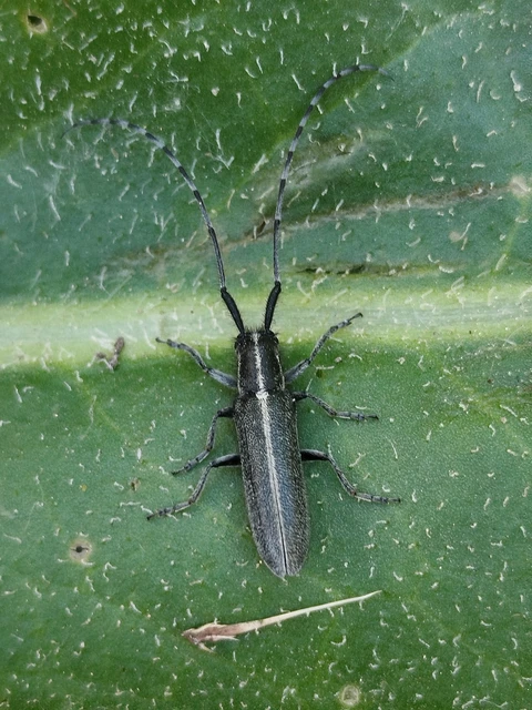 Agapanthia cardui - sávos bogáncscincér