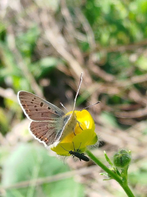 Lycaena tityrus - barna tűzlepke