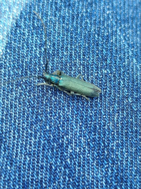 Agapanthia viti