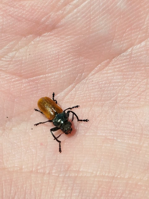 Labidostomis