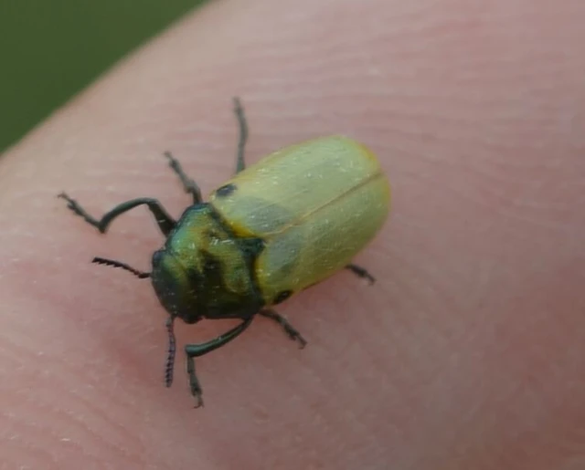 Labidostomis