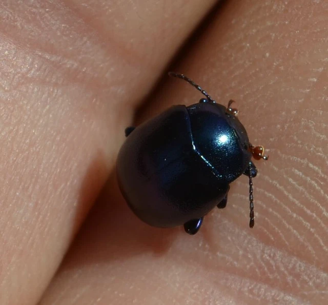 Chrysolina sturmi - vöröslábú levelész