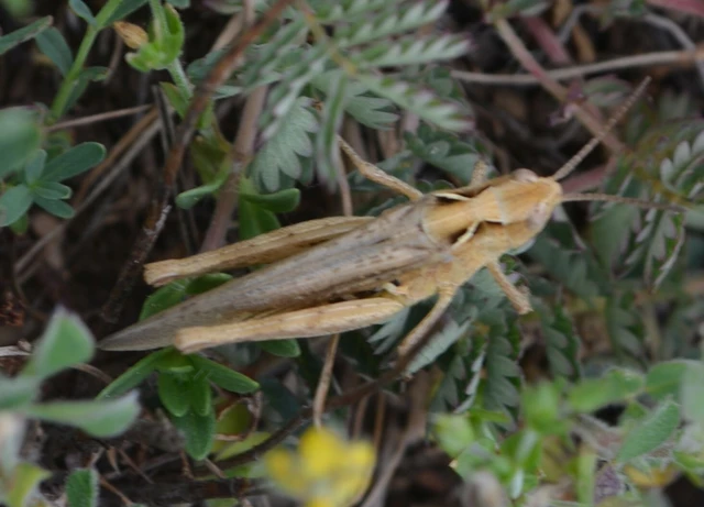 Chorthippus (Glyptobothrus) (subgenus) Chorthippus (Glyptobothrus) (subgenus)