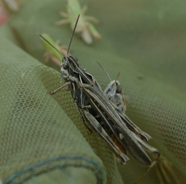 Chorthippus (Glyptobothrus) (subgenus) Chorthippus (Glyptobothrus) (subgenus)