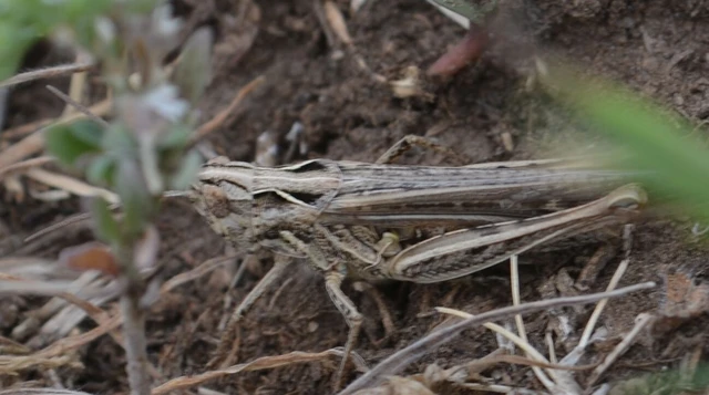 Chorthippus (Glyptobothrus) (subgenus) Chorthippus (Glyptobothrus) (subgenus)