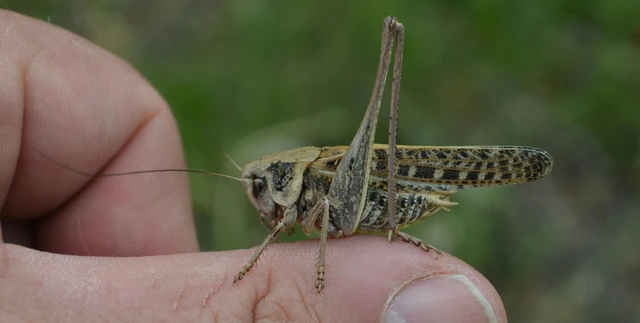 Decticus verrucivorus - szemölcsevő szöcske