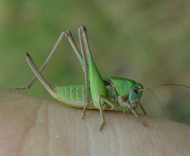 Decticus verrucivorus - szemölcsevő szöcske