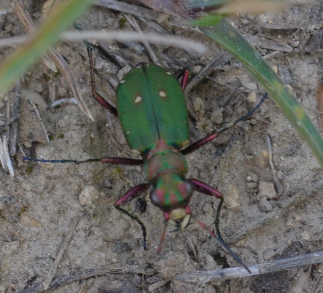 Cicindela campestris - mezei homokfutrinka