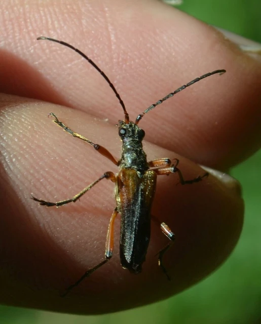 Stenocorus meridianus - fűz-gyökércincér
