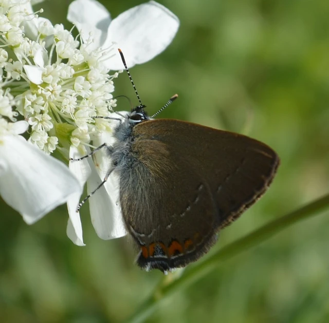 Satyrium acaciae - akác-csücsköslepke