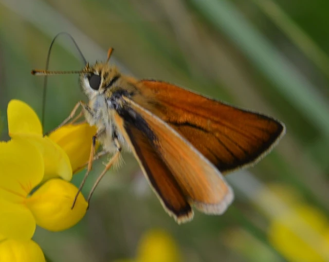 Thymelicus sylvestris - barna busalepke