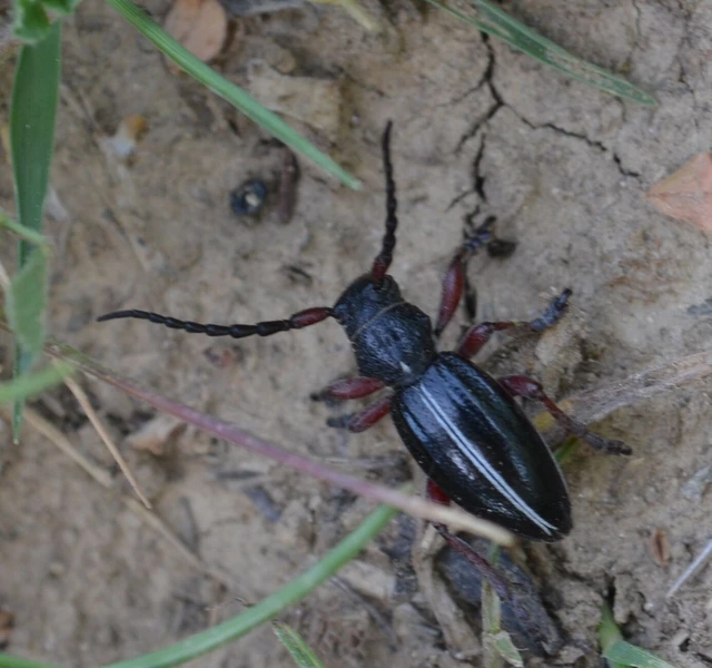 Dorcadion pedestre - kétsávos gyalogcincér Dorcadion pedestre - kétsávos gyalogcincér