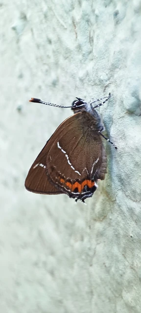 Satyrium w-album - szilfa-csücsköslepke