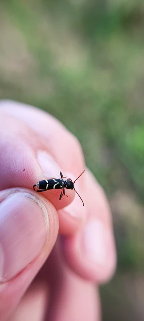 Clytus rhamni - benge-darázscincér