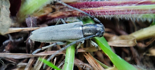 Phytoecia nigricornis - ürömcincér