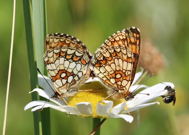 Melitaea athalia - közönséges tarkalepke
