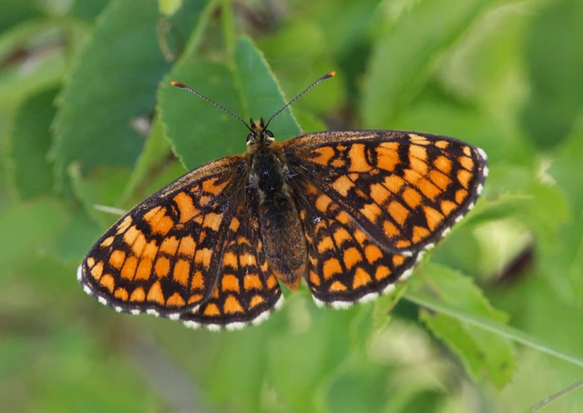Melitaea athalia - közönséges tarkalepke