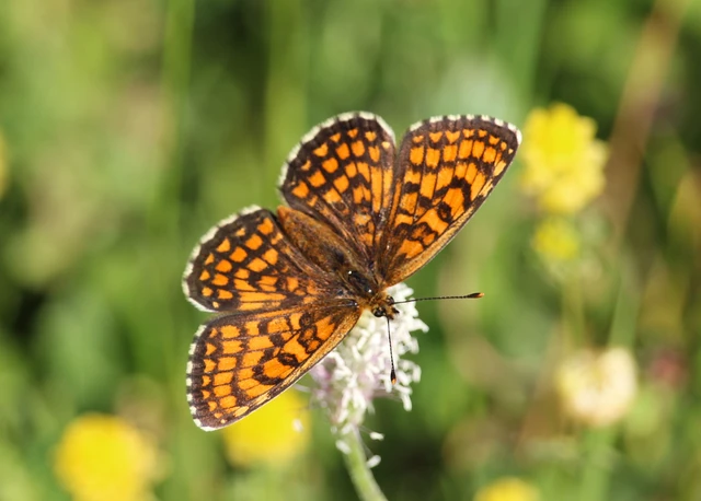 Melitaea athalia - közönséges tarkalepke