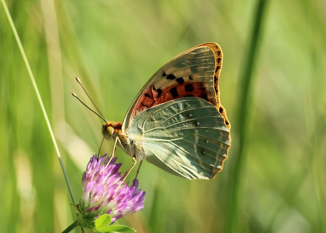 Argynnis pandora - zöldes gyöngyházlepke