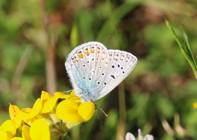 Polyommatus icarus - közönséges boglárka
