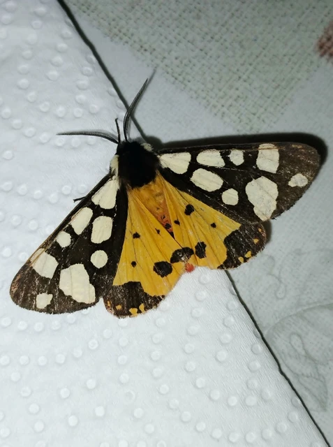 Arctia villica - fekete medvelepke