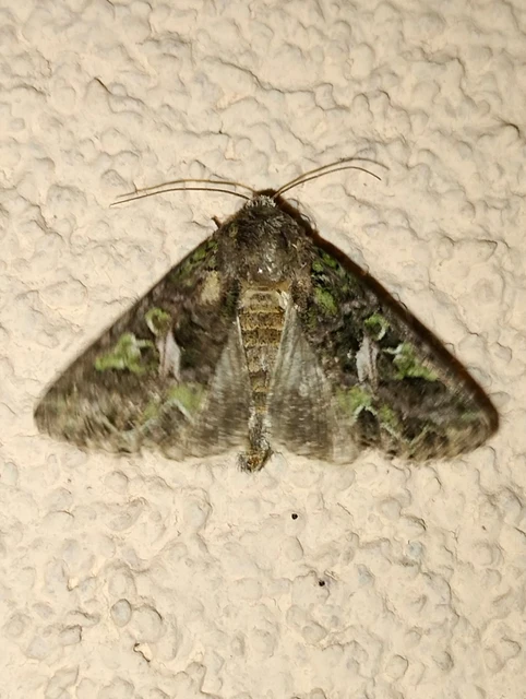 Trachea atriplicis - nyári zöldbagoly