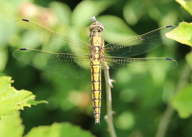Orthetrum cancellatum - feketefarkú pásztorszitakötő
