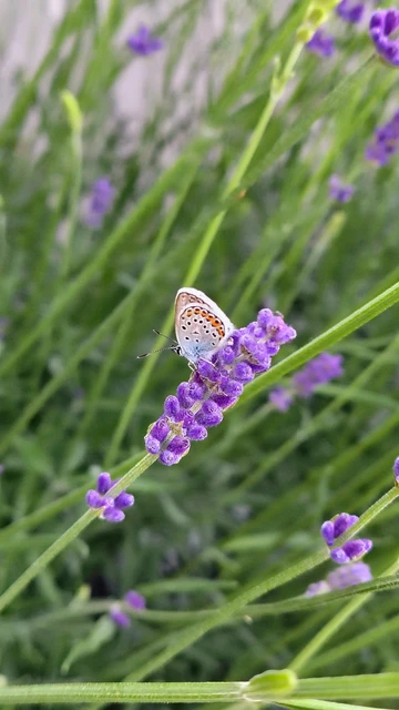 Plebejus argus - ezüstös boglárka