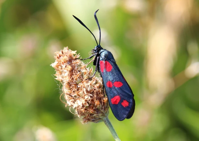 Zygaena filipendulae - acélszínű csüngőlepke