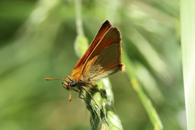 Thymelicus sylvestris - barna busalepke