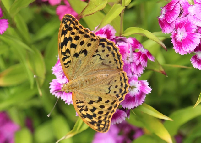 Argynnis pandora - zöldes gyöngyházlepke