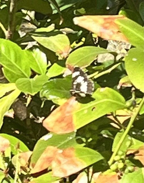 Neptis rivularis - nagy fehérsávoslepke