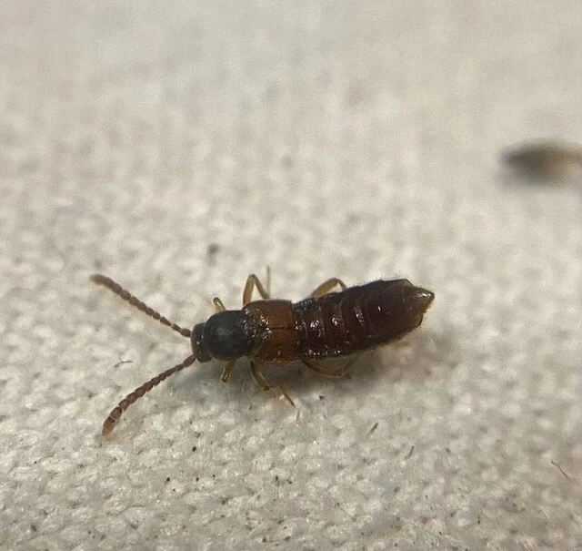 Ilyobates nigricollis - termetes vastagcsápúholyva