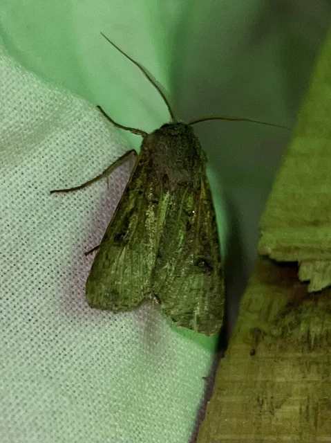 Agrotis segetum - vetési földibagoly