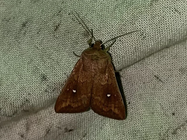 Mythimna albipuncta - fehérpettyes rétibagoly