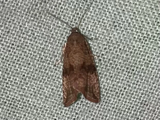 Celypha striana - pitypangfúró tükrösmoly