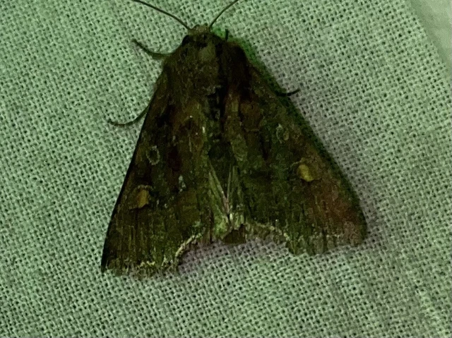 Lacanobia oleracea - saláta-kertibagoly
