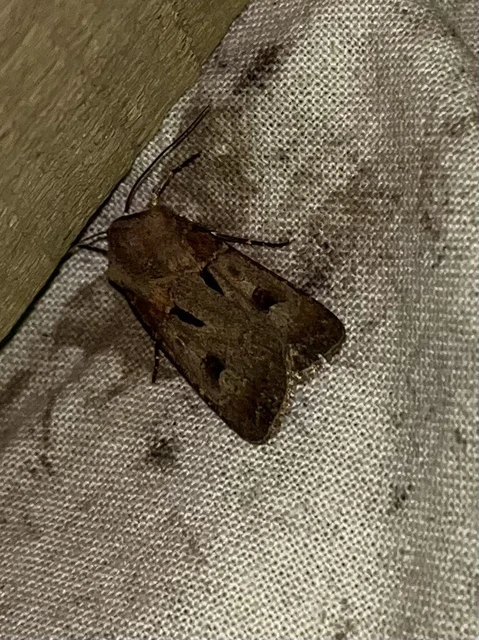 Agrotis exclamationis - felkiáltójeles földibagoly Agrotis exclamationis - felkiáltójeles földibagoly