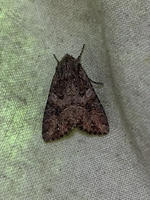 Hadula trifolii - lóherebagoly