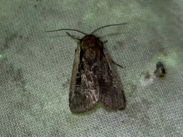 Ochropleura plecta - fehérszegélyű fűbagoly
