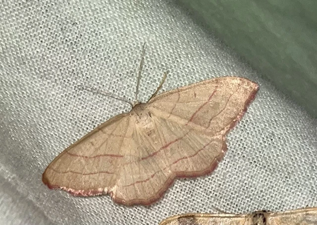 Rhodostrophia vibicaria - pirosszélű araszoló