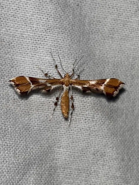 Cnaemidophorus rhododactyla - rózsabogyó-tollasmoly