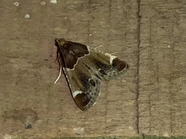 Pyralis farinalis - lisztilonca